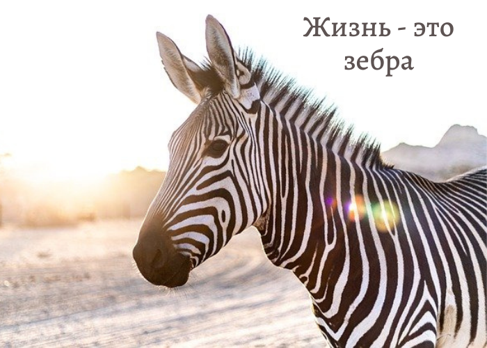 Жизнь - это зебра